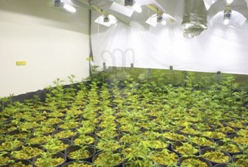 Cultură indoor de canabis, descoperită de poliţişti şi procurori
