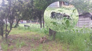 Colorata stradă Caraiman a Constanţei: prostituate, vaci la păscut şi... teren de sport!