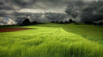 Mai puţin de 1% din suprafaţa agricolă totală din România are culturi ecologice