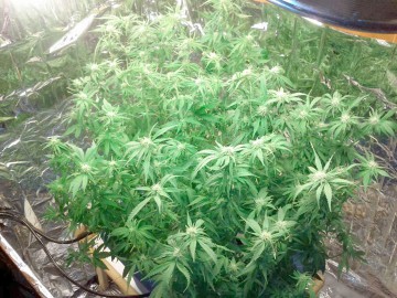 Trimişi în judecată pentru cultivare de droguri, consum şi trafic!