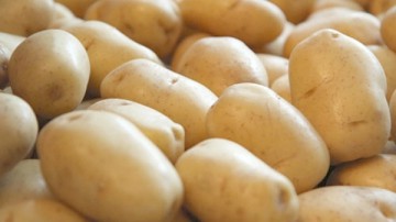 Producția de cartofi, pusă în pericol