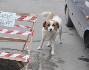 Campania de sterilizare a câinilor din Techirghiol continuă