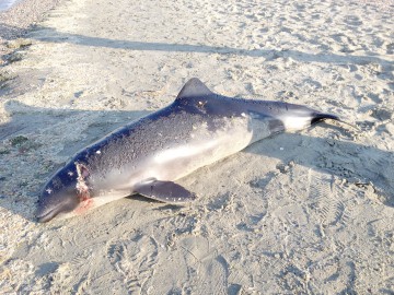 Delfin ucis de plasele pescăreşti, găsit pe plaja Modern