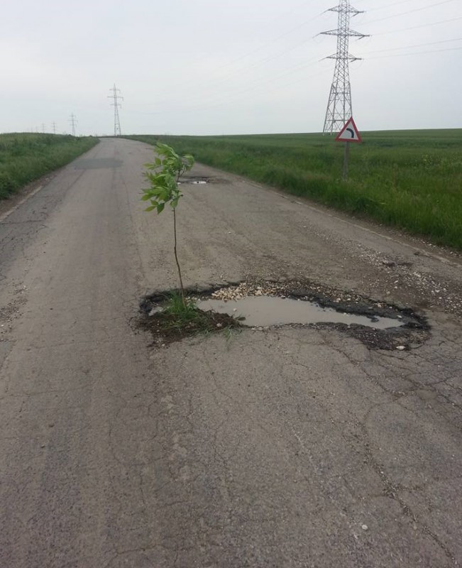 Mama natură a pus monopol pe drumurile din județul Constanța: iată unde a răsărit un copac