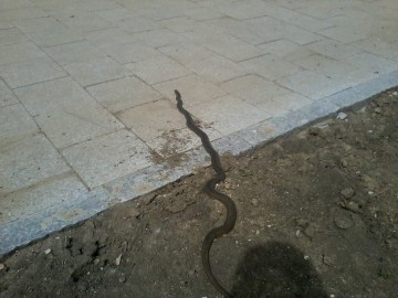 Surpriză neplăcută pentru mangalioți! Un șarpe a fost surprins în apropierea unui parc