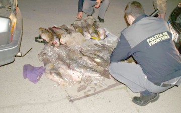 În următorii cinci ani, pescuitul de sturioni în Dunăre va fi interzis