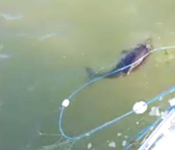 Pui de delfin salvat de poliţişti