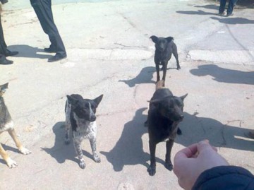 Cine „reciclează” maidanezii din Constanţa, după Puppy Vet