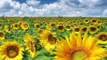 Ce au făcut ploile în agricultură: producţia de grâu scade, dar suntem campionii UE la creşterea celei de floarea soarelui