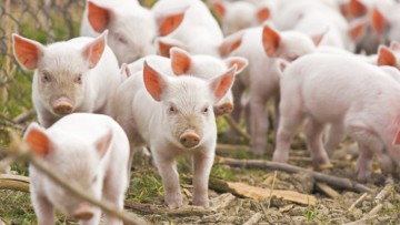 Crescătorii de porci, ajutor de 15.000 de euro