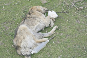 Constănţenii, obligaţi să anunţe când le mor animalele. În caz contrar, vor fi AMENDAŢI