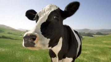 România poate exporta bovine vii în Turcia