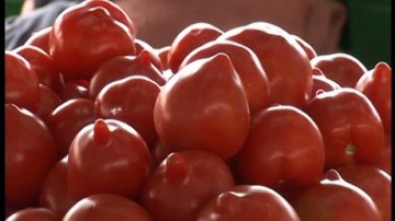 Schemă de ajutor pentru producătorii de tomate– iată cum poţi obţine 3 mii de euro