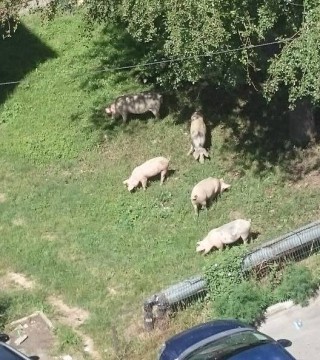 Printre blocurile gri... stau porcii de la Cernavodă