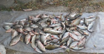 Braconaj piscicol pe lacul Gorgova