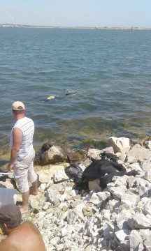 Doi constănţeni, prinşi în timp ce pescuiau ilegal rapană din Marea Neagră