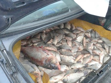 Transport de peşte fără documente legale, depistat de oamenii legii