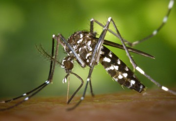 ALERTĂ! Țânțarul care transmite virusul Zika și Febra Galbenă a apărut în Constanța? Ce spun specialiștii
