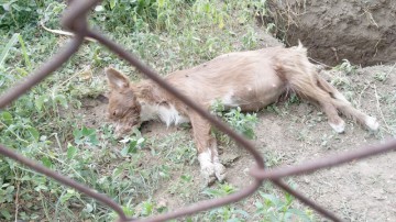 Animale otrăvite la Valu! Oamenii sunt revoltaţi