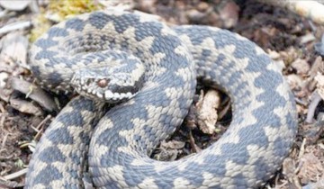 Un constănţean a descoperit o viperă cuibărită în maşină