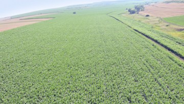 Valoarea producţiei agricole a scăzut
