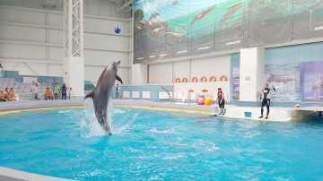 Delfinii Ni-ni şi Chen-Chen oferă spectacole în noua lor casă