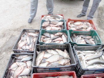 Peste 120 kilograme de peşte, confiscate de poliţiştii de frontieră tulceni