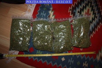 Percheziții în Constanța, la TRAFICANȚII de DROGURI! Cine sunt cei 9 indivizi REŢINUŢI
