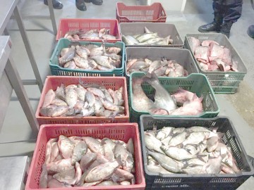 Transport ilegal de peşte, depistat în Băneasa