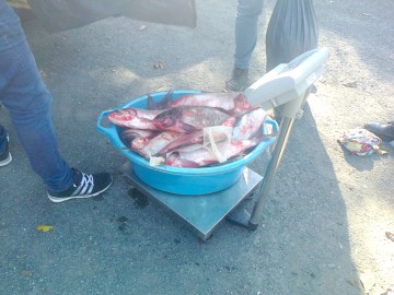 Amenzi şi peşte confiscat de la terasele de pe litoral