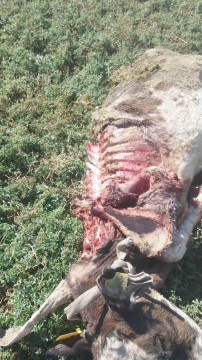 Imagini HORROR: o haită de maidanezi atacă animalele crescătorilor din Luminiţa