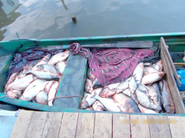 Peşte, confiscat de poliţiştii de frontieră tulceni