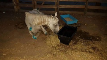 ȘOCANT! Cal chinuit de stăpâni, abandonat în zona depourilor CFR