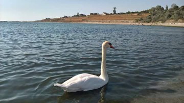 Staţiunea EFORIE e frumoasă. Plajă şi baie, în septembrie, alături de lebede