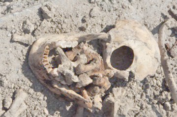 Cercetările continuă în cazul craniului găsit în pădurea de la Fântâniţa