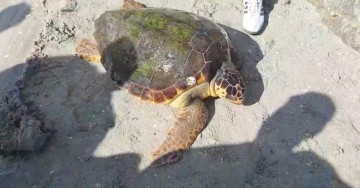 O broască ţestoasă uriaşă a emigrat din Grecia la Vadu