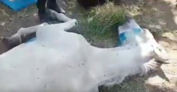 Cal chinuit de stăpâni, abandonat în zona depourilor CFR