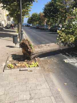A căzut un tei pe bulevardul Regina Maria! Primăria anunţă că plantează altul în loc