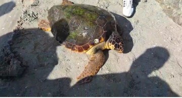 PREMIERĂ! O broască țestoasă uriașă, descoperită pe plaja din Vadu