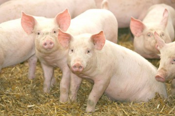 România poate exporta porci vii în UE!
