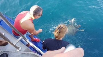 Broasca ţestoasă uriaşă, găsită la Constanţa, a fost eliberată în largul mării
