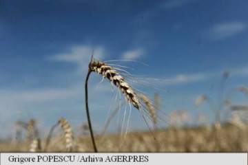 Ministerul Agriculturii: Grâul românesc respectă toate condiţiile de calitate