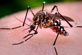 Atenţie! Un caz de infecţie cu virusul West-Nile, confirmat la Mangalia!