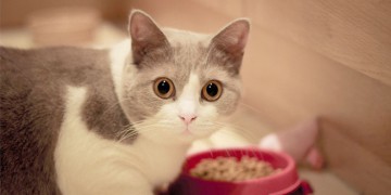 Expoziţie de feline în Constanţa