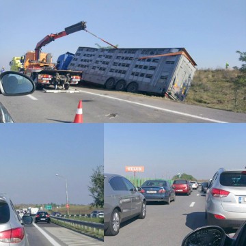 TIR cu oi, răsturnat pe A2