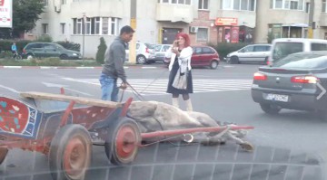 Căruţaşul BEAT care şi-a BĂTUT calul RĂNIT într-un accident rutier, SANCŢIONAT