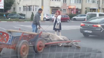 SCENE ȘOCANTE la Constanța! Căruțaș BEAT, urmărit de polițiști după ce și-a BĂTUT calul - VIDEO