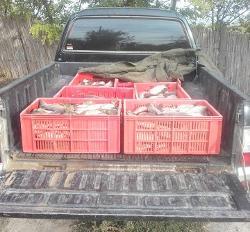 Peşte confiscat de poliţiştii de frontieră constănţeni