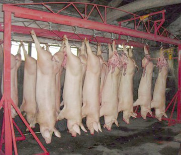 Cazuri de pestă porcină africană în Republica Moldova