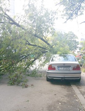 Maşini avariate de copacii dărâmaţi de vânt, la Constanţa